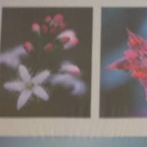 IKEA RADDA Hanging Floral Picture Trio - Picture 7 of 8